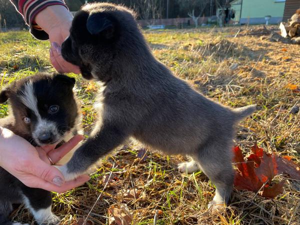 Цуценята photo