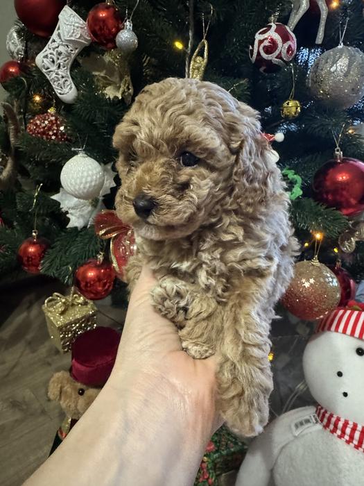 Той пудель цуценя дівчинка 2 місяців фото 1