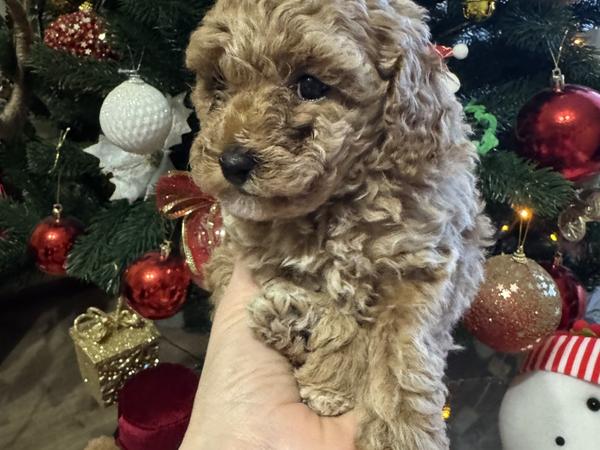 Той пудель цуценя дівчинка 2 місяців фото