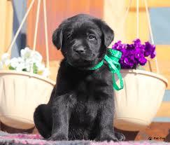 Чистокровні лабрадори- ретривери photo 1