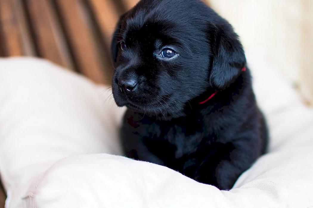 Чистокровні лабрадори- ретривери photo 2