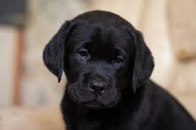 Чистокровні лабрадори- ретривери photo 4