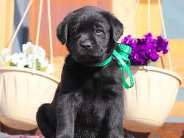 Чистокровні лабрадори- ретривери photo