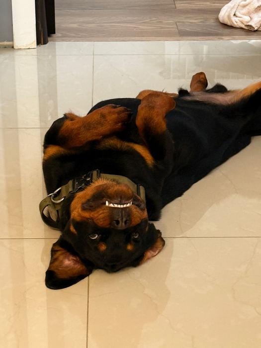 Отдам в хорошие руки щенка ротвейлера фото 1