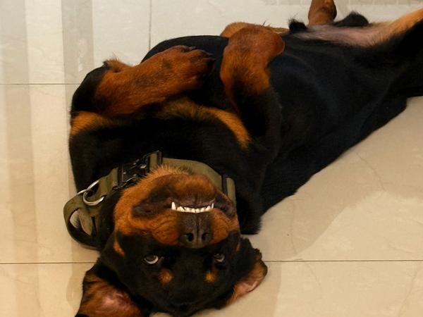 Отдам в хорошие руки щенка ротвейлера фото