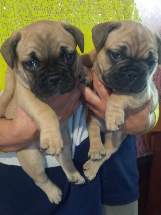 Французький бульдог фото 4