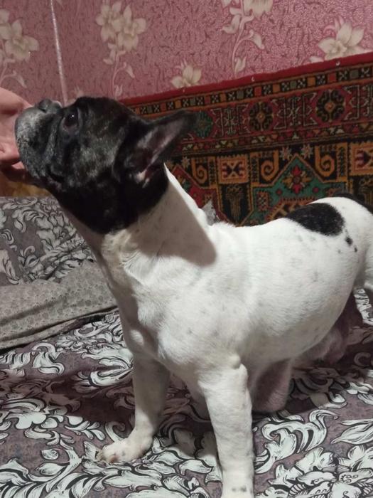 Французький бульдог фото 5