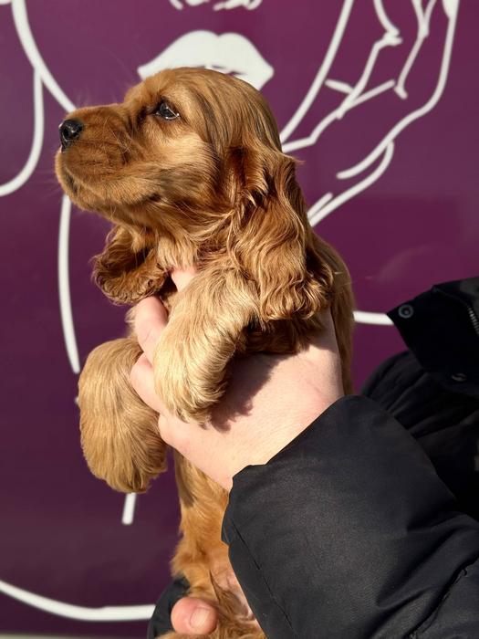 Щенки Английского Кокер Спаниеля фото 1