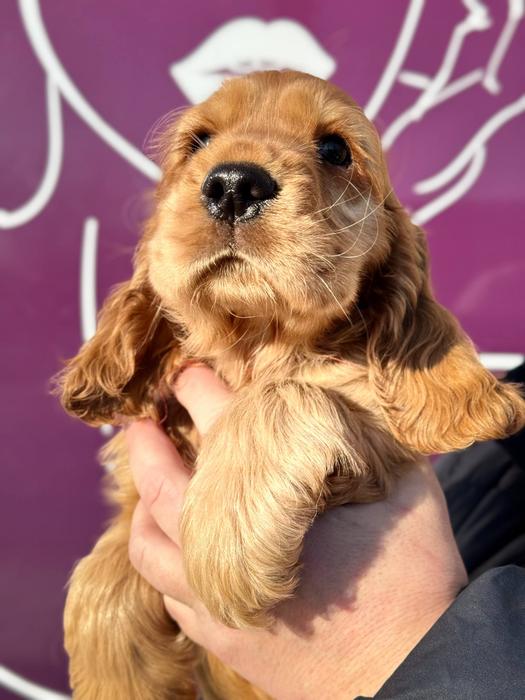 Щенки Английского Кокер Спаниеля фото 2