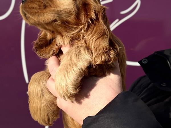 Щенки Английского Кокер Спаниеля фото