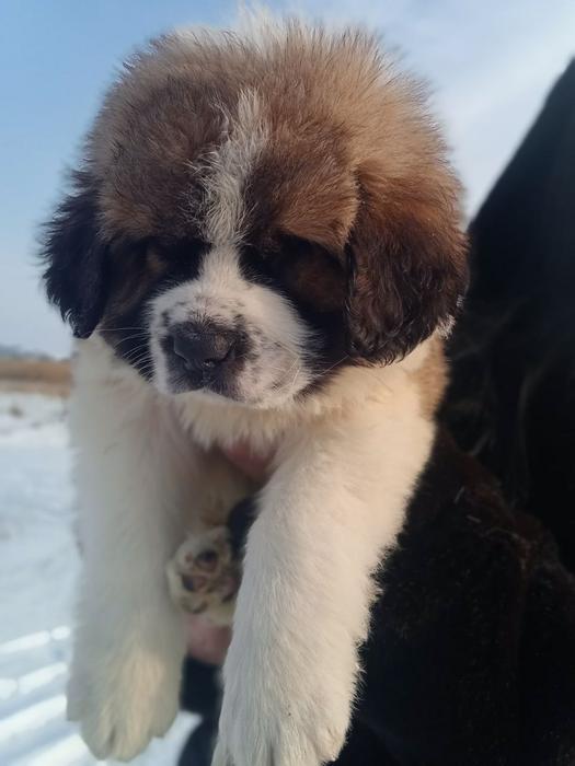 Продам Сенбернара фото 1