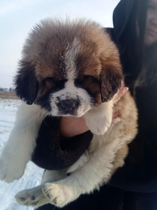 Продам Сенбернара фото 2