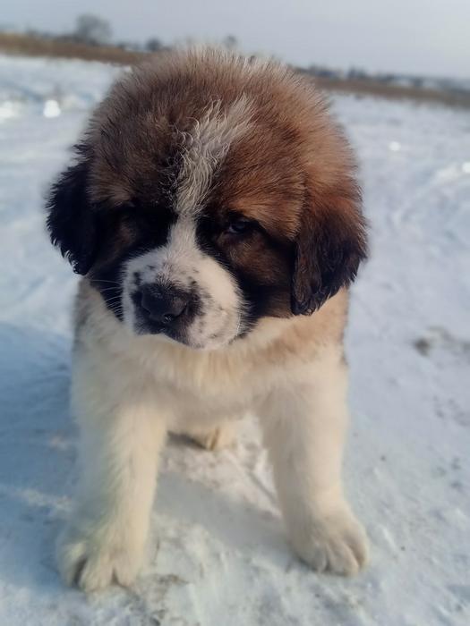Продам Сенбернара фото 4