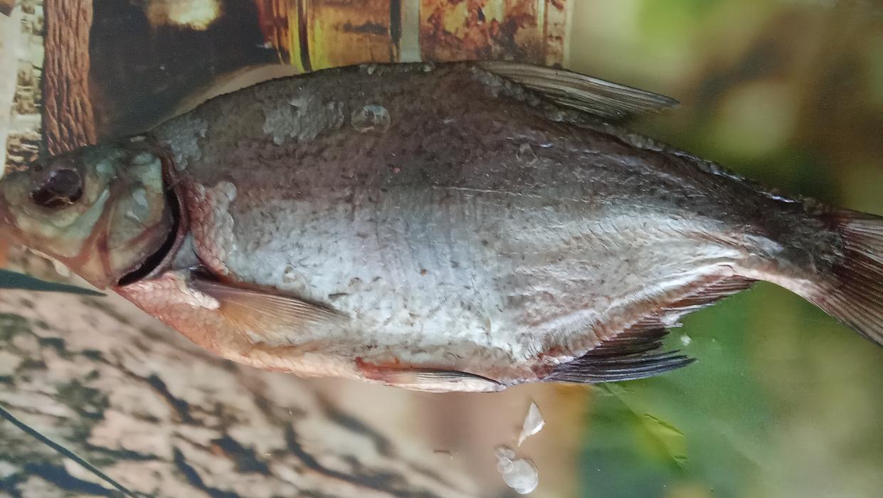 Продукти харчування photo 4