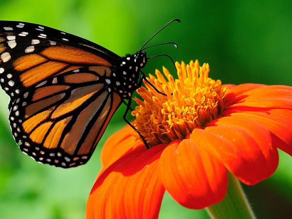 Ремонт телевизоров. photo