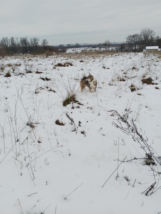 Собака лайка photo 3