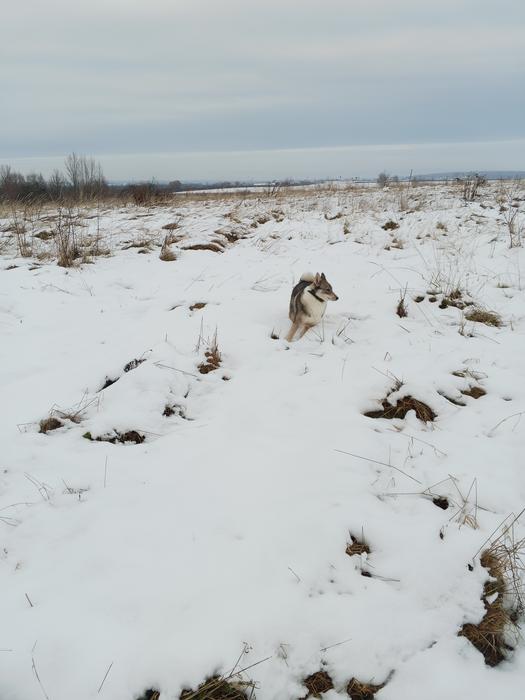 Собака лайка photo 5