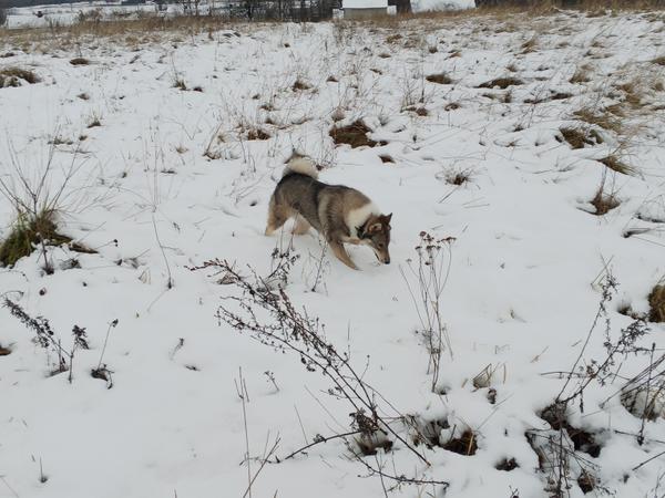 Собака лайка photo