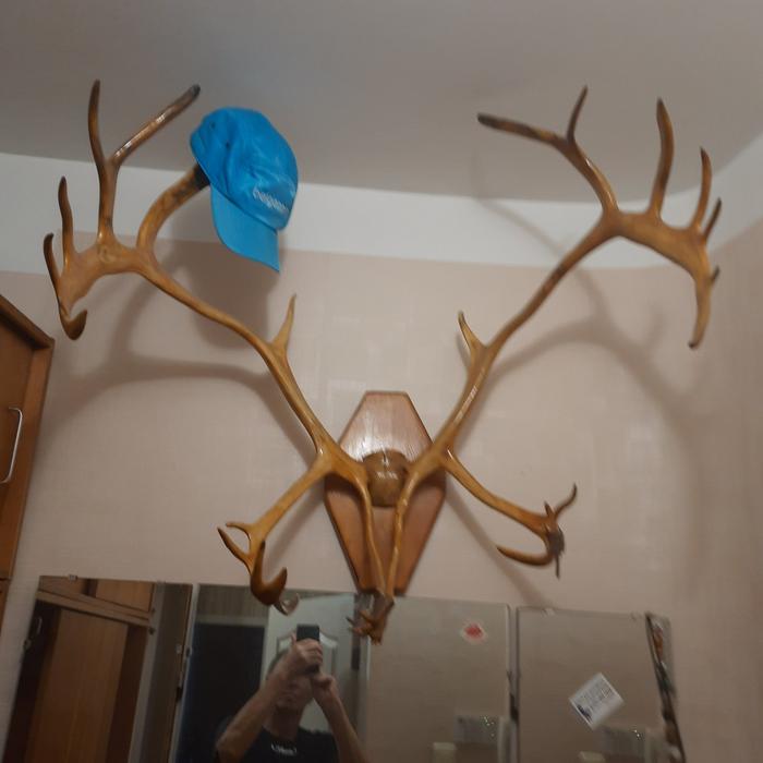 Рога северного оленя photo 1