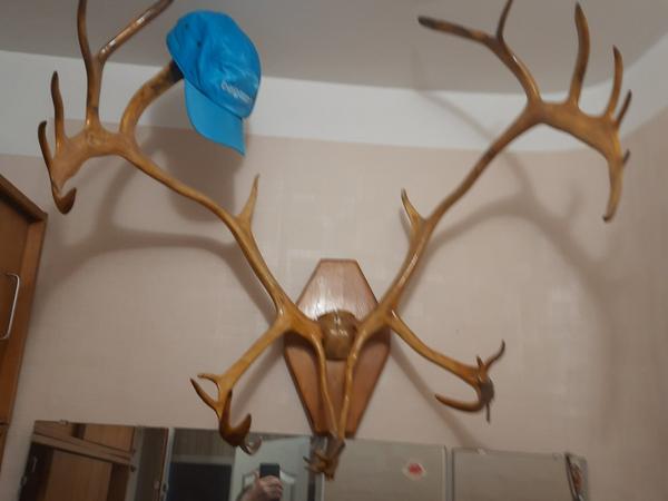 Рога северного оленя photo