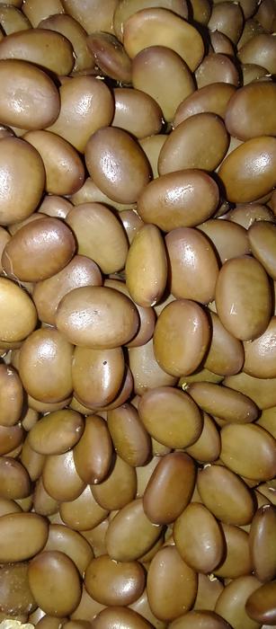 Насiння Гледичiï Триколючковой photo 1