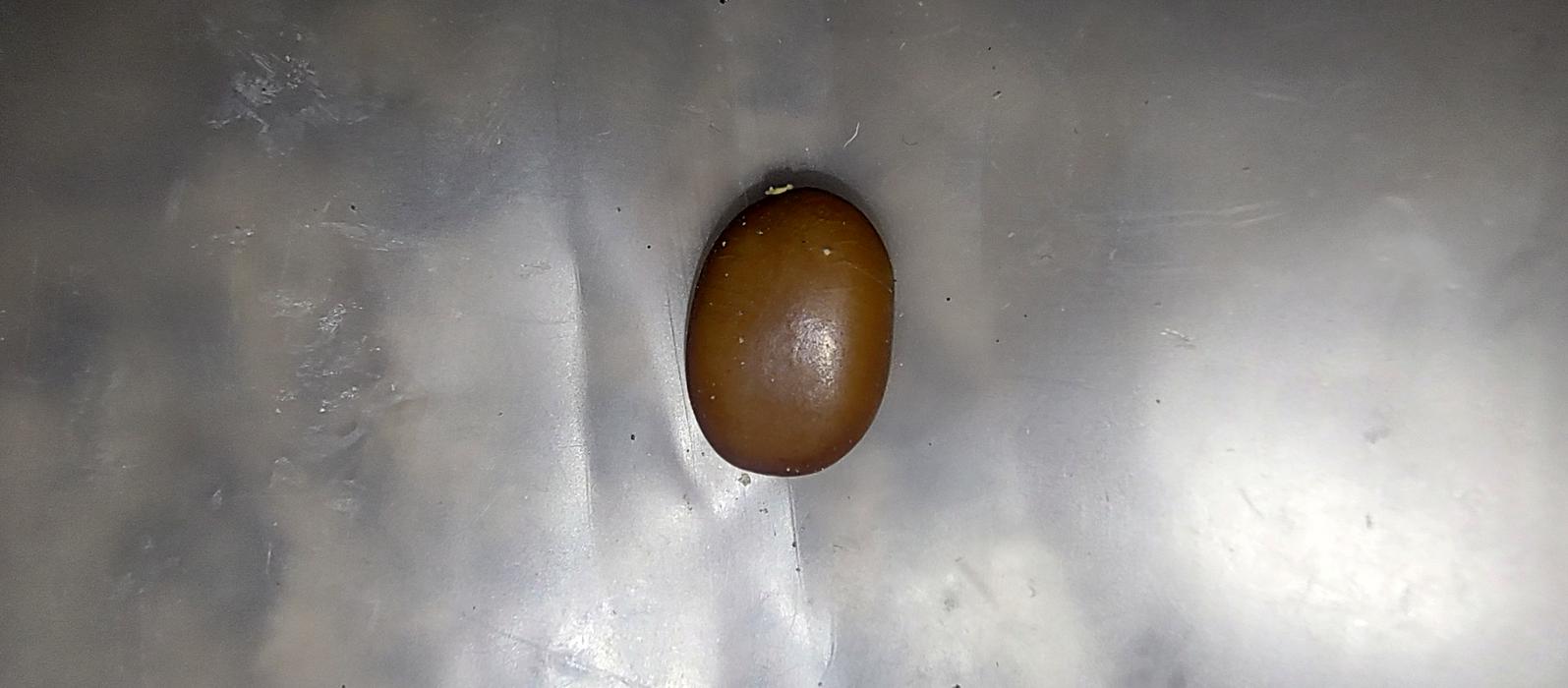 Насiння Гледичiï Триколючковой photo 2