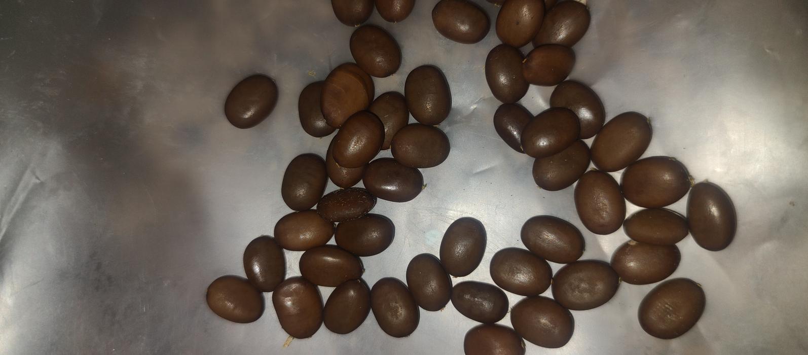 Насiння Гледичiï Триколючковой photo 3