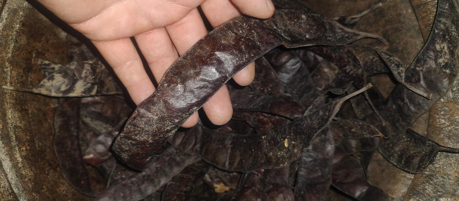 Насiння Гледичiï Триколючковой photo 4