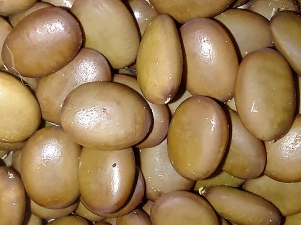 Насiння Гледичiï Триколючковой photo