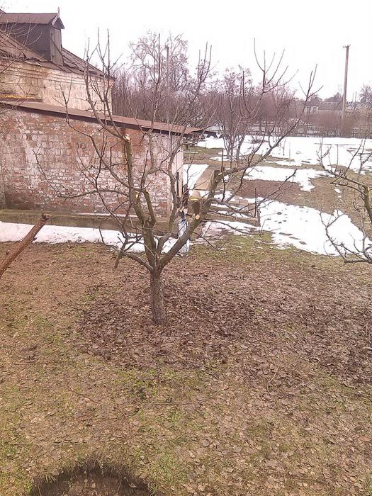 Обрезка плодовых и декоративных деревьев и кустарн фото 5