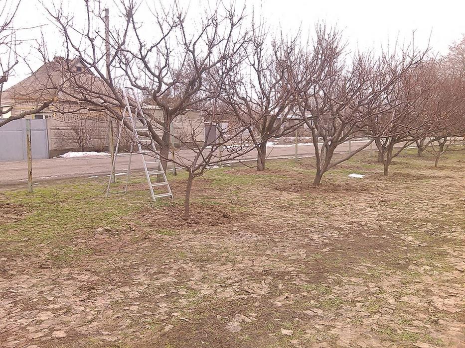 Обрезка плодовых и декоративных деревьев и кустарн фото 9
