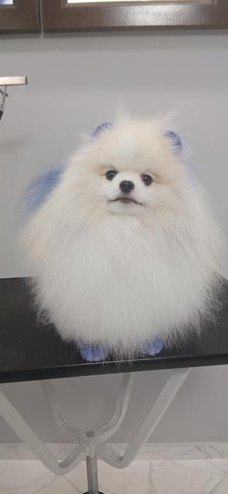 Pet Грумінг фото 1