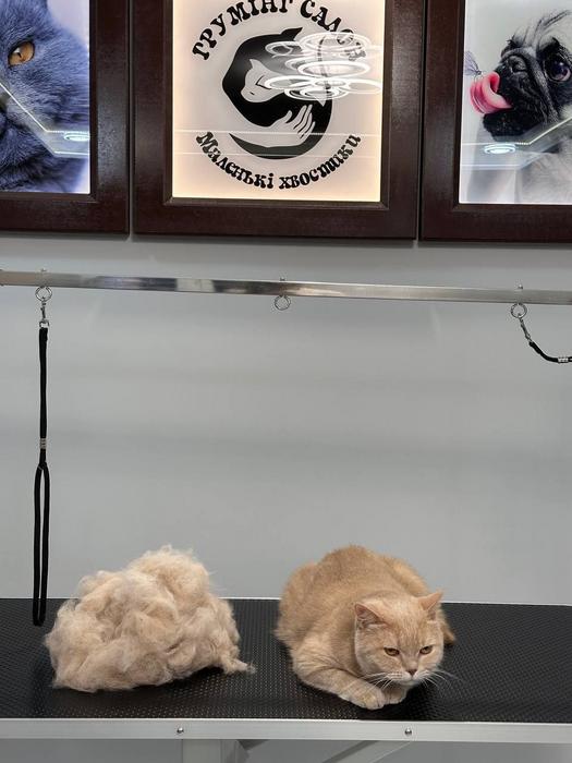 Pet Грумінг фото 2