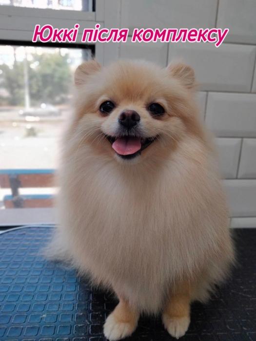 Pet Грумінг фото 3