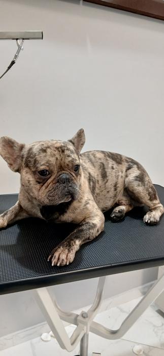 Pet Грумінг фото 4