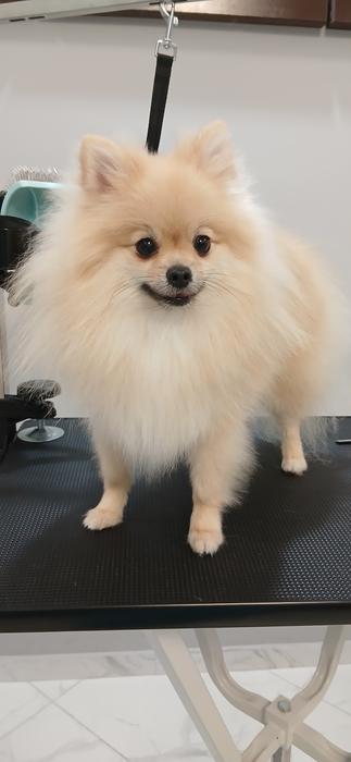 Pet Грумінг фото 5