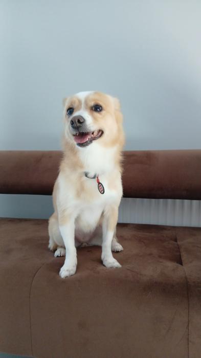 Pet Грумінг фото 6