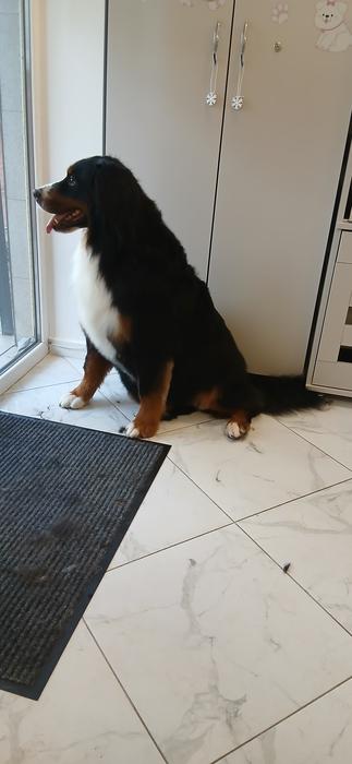 Pet Грумінг фото 7