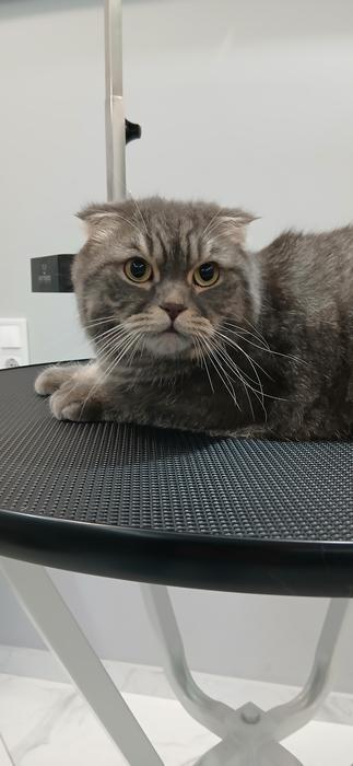 Pet Грумінг фото 8