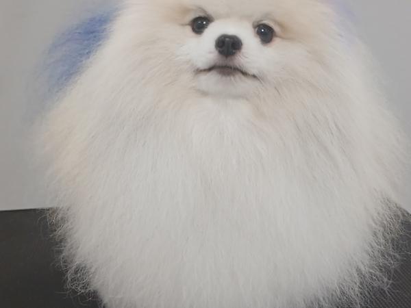 Pet Грумінг фото