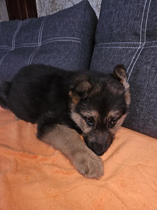 Щенята фото 1