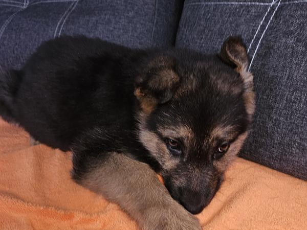 Щенята фото