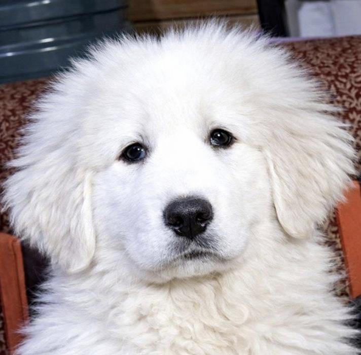 Продаються щенята кавказької вівчарки. фото 1