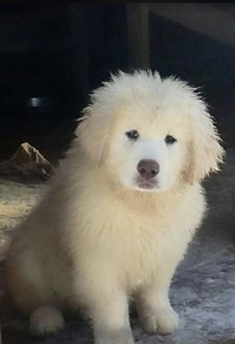 Продаються щенята кавказької вівчарки. фото 3