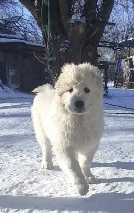 Продаються щенята кавказької вівчарки. фото 4