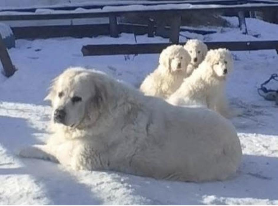 Продаються щенята кавказької вівчарки. фото 5