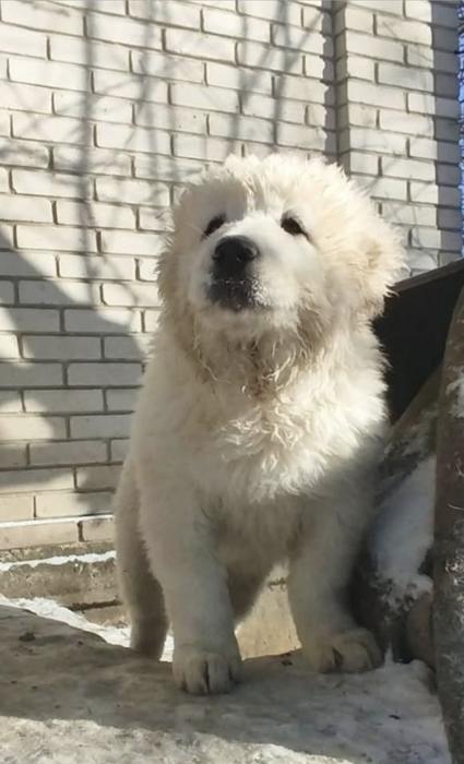 Продаються щенята кавказької вівчарки. фото 6