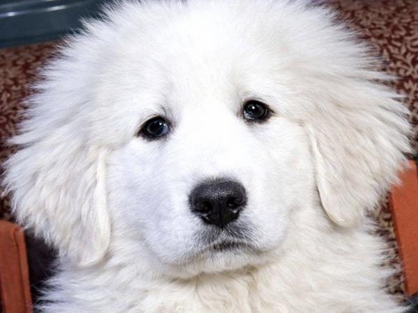 Продаються щенята кавказької вівчарки. фото