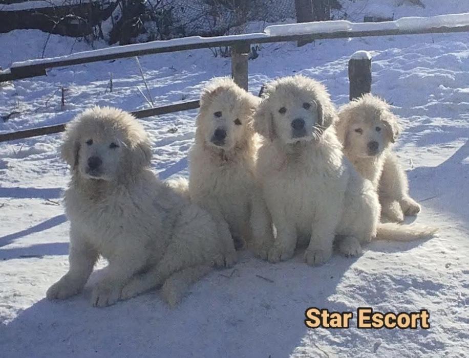 Продаються цуценята кавказької вівчарки фото 1