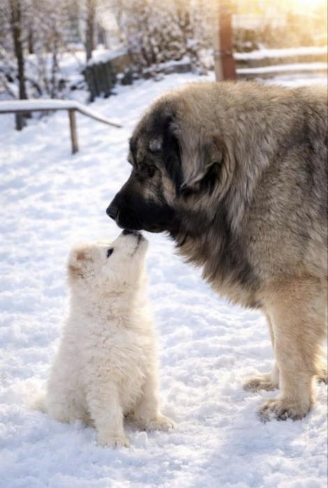 Продаються цуценята кавказької вівчарки фото 3